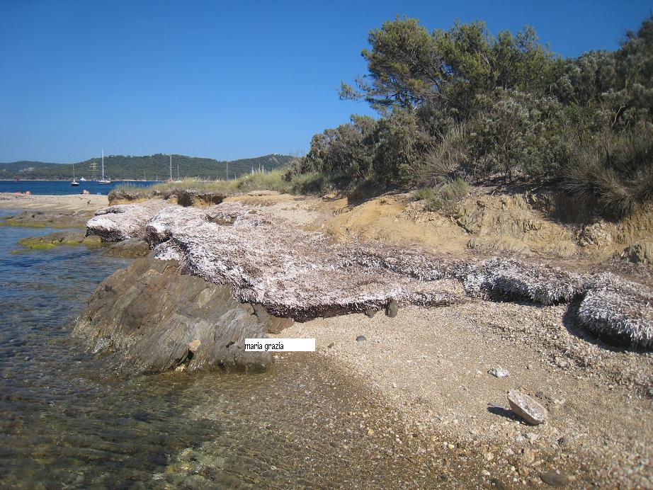 La Posidonia oceanica